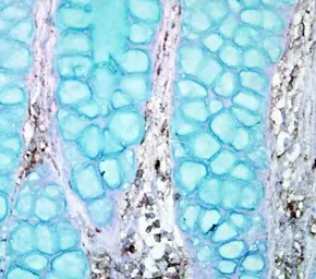 Anti-PTPN12 antibody [N1N2], N-term used in IHC (Paraffin sections) (IHC-P). GTX102542